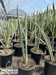 Image result for Sansevieria