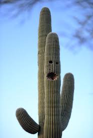 Too much water weakens and blackens a cactus plant's tissues. Is This Smiling Cactus Waving At Passers By Desert Plant Is Given A Friendly Face By Greedy Guests Irish Mirror Online