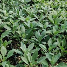 Maybe you would like to learn more about one of these? White Sage Plants For Sale Salvia Apiana Bee Sage The Growers Exchange