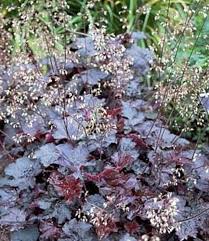 Image result for Heuchera `Palace Purple`