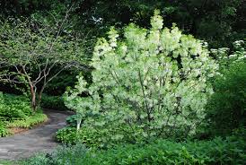 Image result for Chionanthus