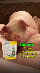 DA SẦN SÙI, NỔI MẨN – BÍ QUYẾT CHO HEO "DA HỒNG, LÔNG MƯỢT" , ✨ Heo ăn nhiều nhưng da cứ thô ráp, sần sùi, nổi mẩn li ti là biểu hiện của việc nóng trong và chức năng gan thận kém., 🛡️ SUPER C35 – ...