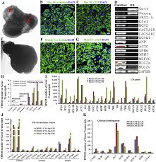 Differentiated Cms In Cardiac Spheres Cdss Displayed The Maturity Download Scientific Diagram 9x movie website is known for making movies from various languages available online for users to watch them online or download movies illegally. researchgate