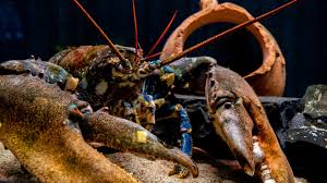 Menangkap ikan besar dalam mimpi biasanya merupakan pertanda baik dan menandakan keberuntungan dan kebahagiaan dalam waktu dekat. 1240 Arti Mimpi Lobster Besar Lezat Gomimpi Tafsir Maksud Mimpi