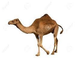 Dromedary camel with a saddle. Dromedary On White Background Isolated Stock Photo Picture And Royalty Free Image Image 118410824