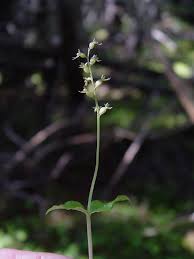 Image result for Lintonia nutans