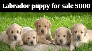 All puppies and dogs near me. Labrador Puppy For Sale 5000 Only Cheapest Price Delhi And India 9711696640 Youtube