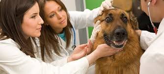 Animal Science Internships Animal Science
