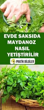 Maydanoz Nasil Yetistirilir Bitki Saksi Bitkileri Bahce