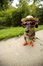 Dachshund In Sunglasses Straw Hat By Gillham Studios Family Friendly Dogs Dachshund Weenie Dogs