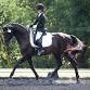 Racine County Pony Club Equestrian Center Dressage Schooling Show
