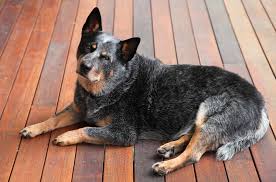 If you selected a specific state, try your search again using a neighboring state or no state at all. Are You Energetic Enough For An Australian Cattle Dog K9 Web