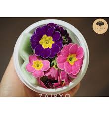 Maybe you would like to learn more about one of these? Edible Flowers