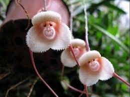 National Turkiye On Twitter Unusual Flowers Strange Flowers Beautiful Orchids