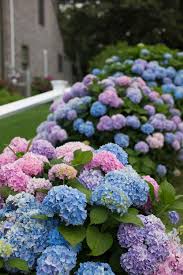 We did not find results for: The 3rd Annual Cape Cod Hydrangea Festival July 7 16 Boston Design Guide