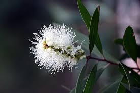 Image result for Melaleuca leucadendron