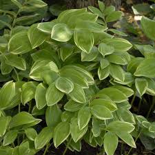 Image result for Ophrypetalum odoratum