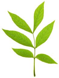 Maybe you would like to learn more about one of these? Shrub Identification By Leaf Gardenerdy