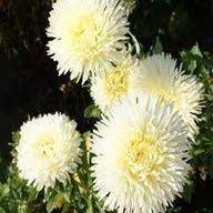 Aster Seeds Yellow Double Flowered Aster Flower Seeds Aster Flower Flower Seeds Flowers