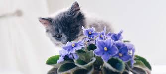 Poison Prevention Plants Toxic To Dogs Plants Toxic To Cats