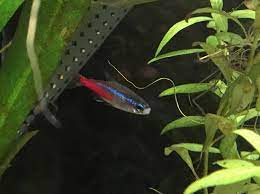 Neon Tetra With Cotton Mouth Treatment Freshwater Fish Disease And Fish Health Forum 338110