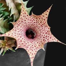 Image result for Huernia hislopii