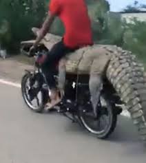 Check spelling or type a new query. Kerja Gila Bawa Lari Buaya Guna Motosikal