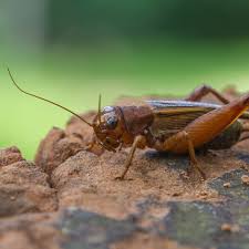 Camel crickets are from the same family as hollow crickets, and not the ordinary field cricket. Types Of Crickets Camel Vs House Green Pest Solutions