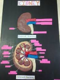 Kidney 3d Model Project Biology Projects Human Body Projects Human Body Systems Projects