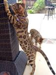 Do Bengal Cats Cause Allergies? [ 2020 ] - FluffyPlanet