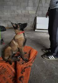Belçika malinois özellikleri, belçika malinois nasıl bir köpektir bakımı kolay mı karakteri nasıl bu köpek cinsi alman kurdu cinsine çok benzeyen fakat arasında belirgin farklar olan bir köpek türüdür. 40 Gunluk Belcika Kurdu Petcim Com 198145