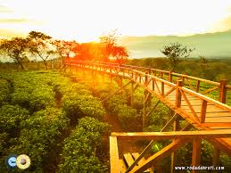 We did not find results for: Kebun Teh Lawang Wisata Agro Wonosari Lawang Roda Dan Roti