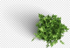 Download Green Leafed Plant On White Pot Houseplant Mockup Parsley Leaf Grass Png Pngegg PSD Mockup Templates
