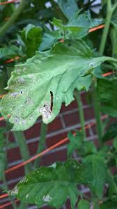 Image result for BLACKFLY ON TOMATO PLANTS