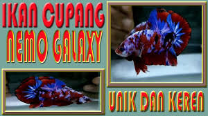 Salah satu alasan orang memelihra. Ikan Cupang Nemo Galaxy Avatar Hellboy Koi Youtube