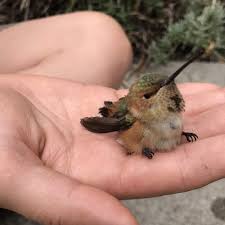 Birds That Cant Fly Couple Finds Tiny Hummingbird Who Can T Fly Trapped In Flowerpot Hummingbird Humming Bird Feeders Pet Birds
