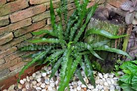 Image result for Diplazium humbertii