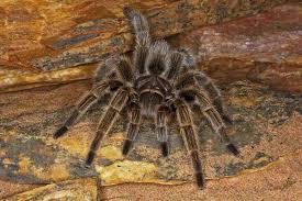 So let's pick a species, therefore, for a beginner, that is reluctant to bite. 10 Best Tarantula Species To Keep As Pets