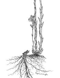 Image result for Orobanche