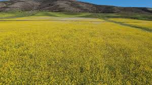 Thank you for visiting half moon bay, the home of innovative licensed giftware. Mustard Flower Field In Half Moon Bay Youtube