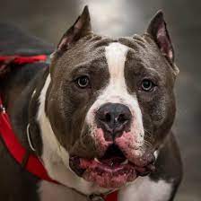 The Truth About The American Bully K9 Web