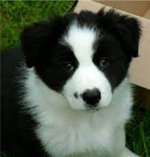 Black And White Border Collie Puppies Border Collie Puppy Photos Border Collie Puppies For Sale Collie Puppies For Sale Collie Puppies Border Collie Puppies