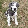 Great dane puppies nc hoobly. 1