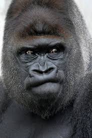Flachlandgorilla Gorilla Gorilla Wow Animals Cute Animals Animals Wild
