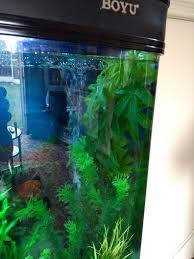 Buy Aquarium Reptile Fish Tank Artificial Plastic Fake Hanging Leaves Plant Decor Pets Accessories At Affordable Prices Free Shipping Real Reviews With Photos Joom