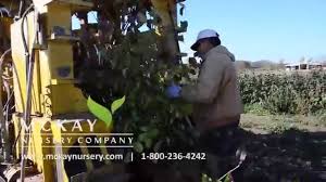 James macfarlane lilac hedge lilacs are a favorite in the garden and landscapes, and the james macfarlane lilac is sure to delight garden visitors with large clusters of pink flowers and fragrance in late spring. James Macfarlane Lilac Bush