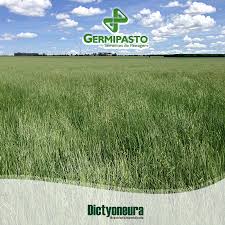 Image result for Urochloa dictyoneura