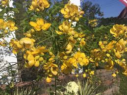 Image result for Cassia thyrsoidea