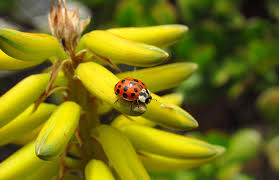 I always feel them when they land on… for the last two weeks, i've been getting bitten by tiny, yellow bugs when i'm outside. Ladybug Bug Beetle Tiny Yellow Natural Pikist