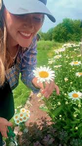 Shasta Daisy Vs Wild Daisy